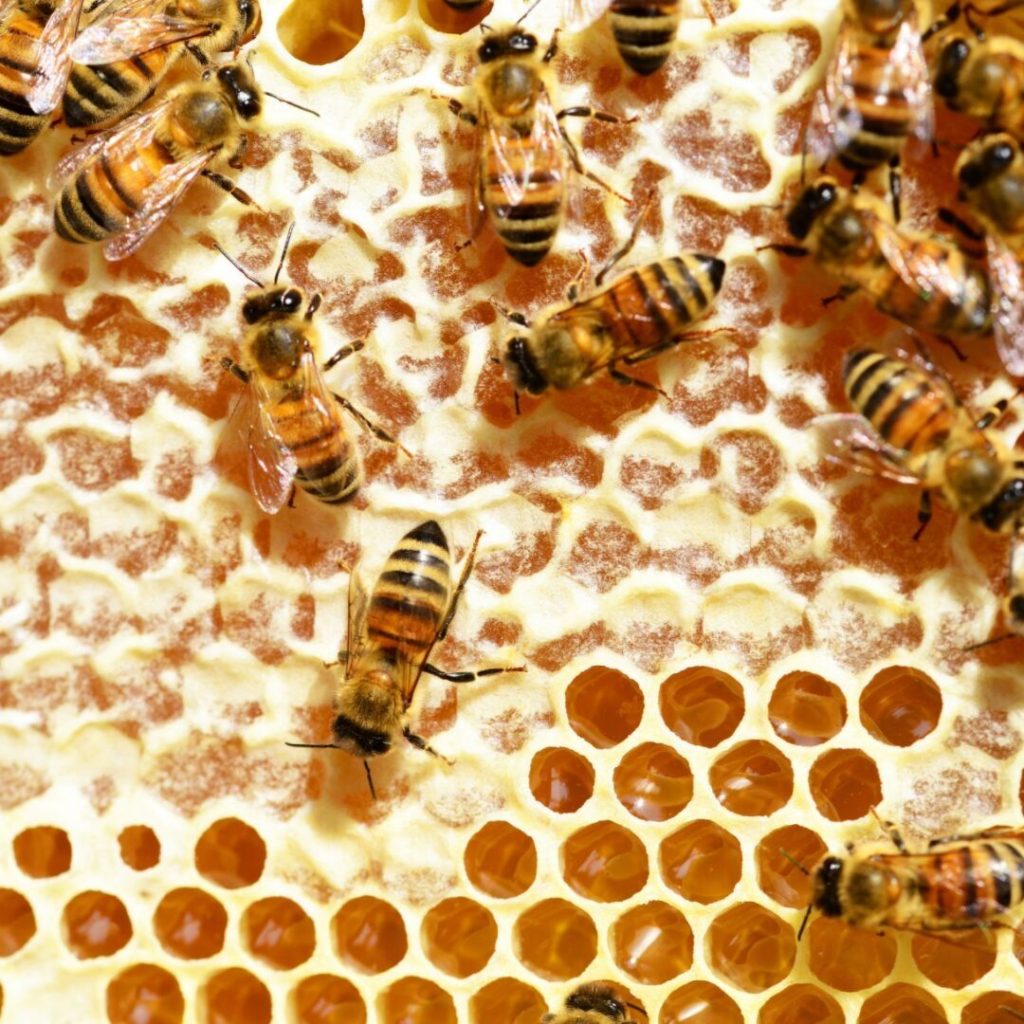 Pure Honey Online