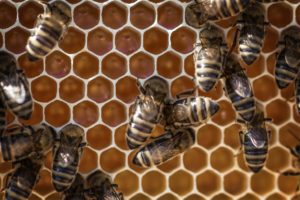 Buy Raw Honey