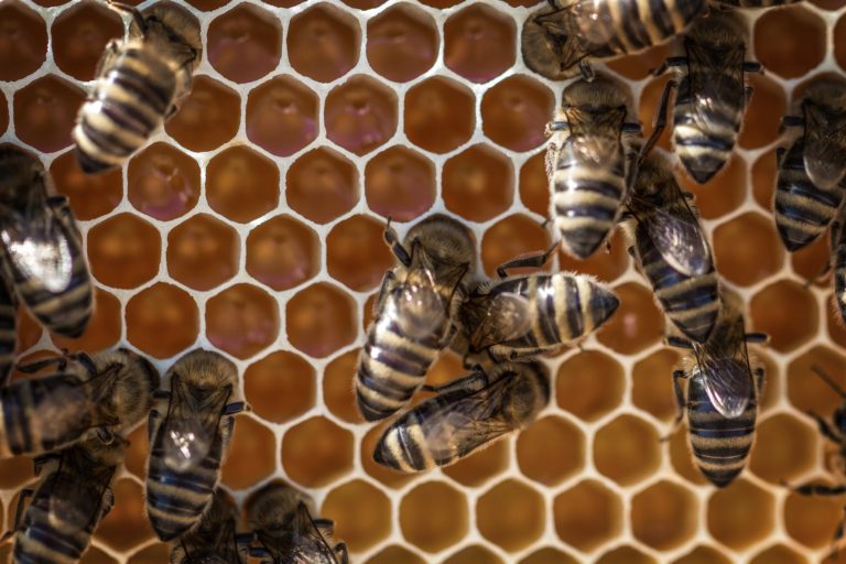 Buy Raw Honey