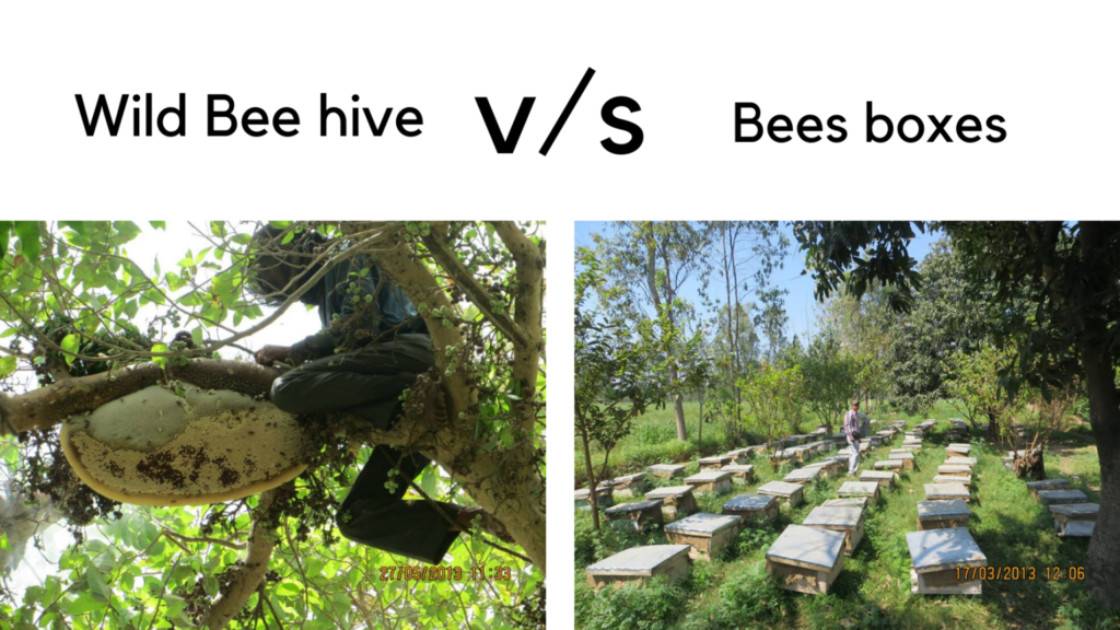 Apiary honey vs wild bee honey