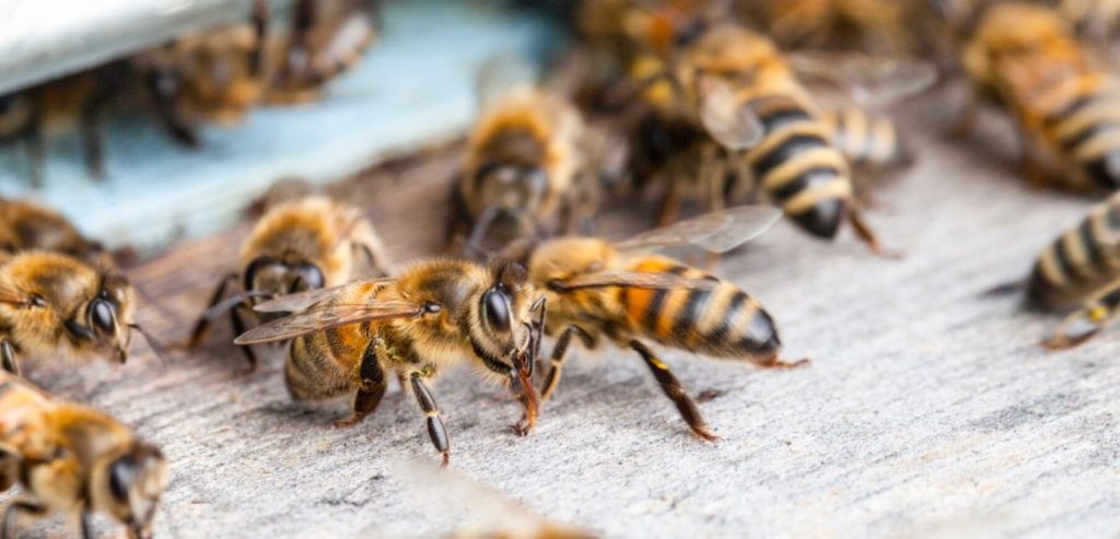 A life cycle of a honey bee