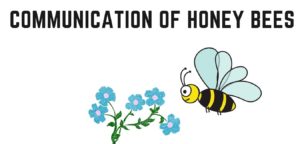 Bee communication dance
