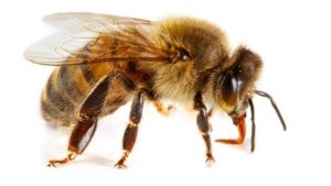 Pure Honey Online