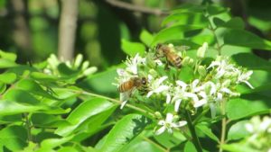 How bees make honey