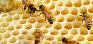 Buy Raw Honey