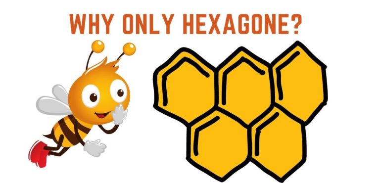 Hexagonal honeycomb