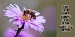 How bees make honey
