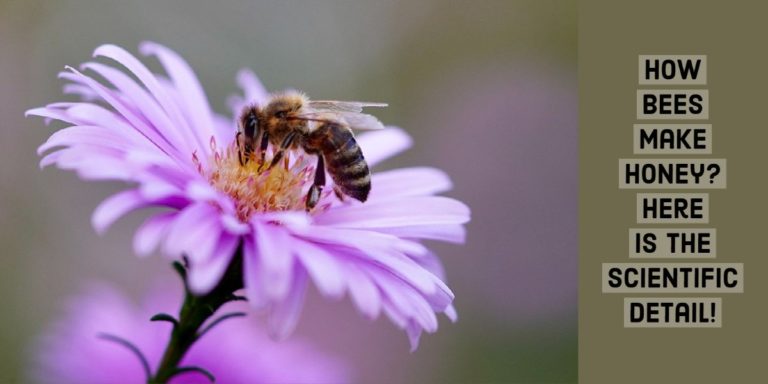 How bees make honey