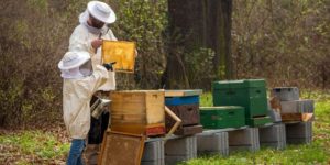 Sidr Honey