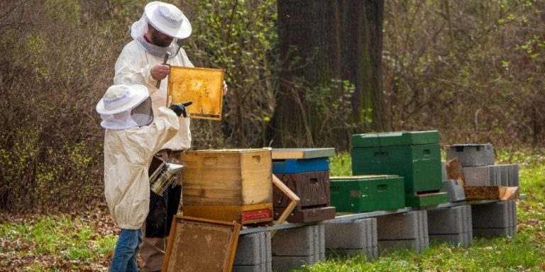 Sidr Honey