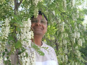 Acacia flowers in Kashmir