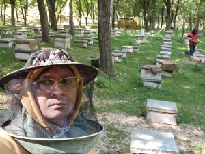 Apis mellifera honey bees
