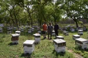 Kashmiri beekeepers