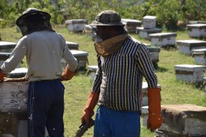 Kashmiri beekeepers working on field