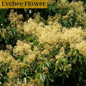 Lychee honey