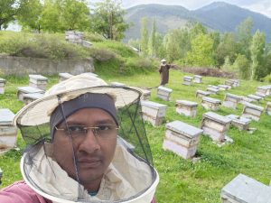 Apiary in Kashmir beeboxes