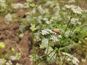 Bees Forage on Ajwain flower