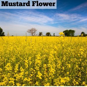 Mustard Flower Honey