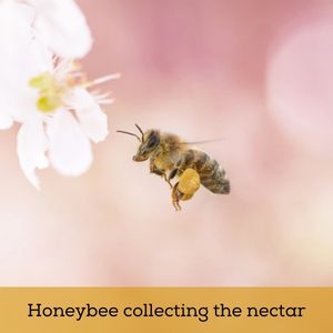 Honeybee collecting the nectar