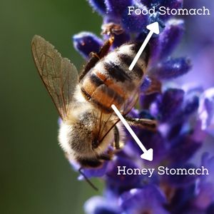 honeybees
