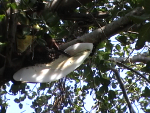 Wild honey hunting
