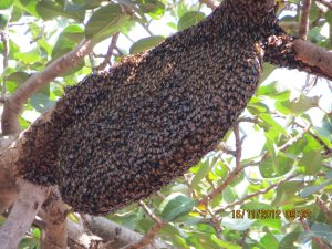 Wild honey hive