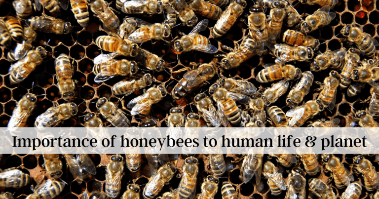Importance of honeybees to human life and planet