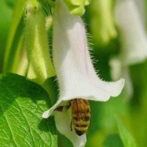 honey bee on sesame flower
