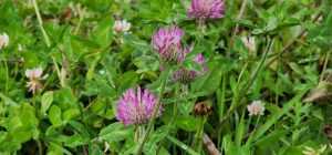 Pink Clover flowers