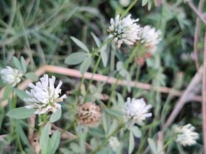 White Clover flowers