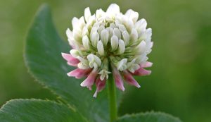 white clover flower