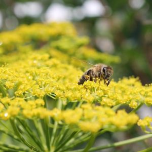 honey on fennel flowers