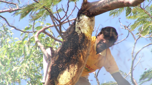 honey hunting for Bharat honey