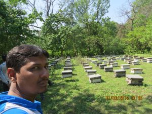 Bharat honey team visiting apiary in forest