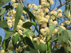 Bees forages on Eucalyptus flowers | Bharat Honey