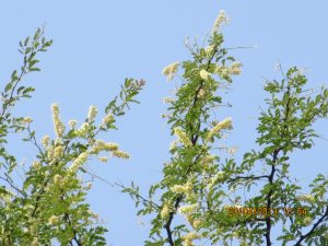 Furley flowers