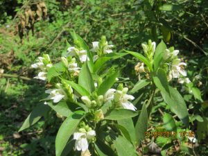 Bees forage bansa flowers - Bharat Honey