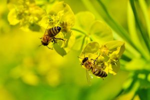 honey bee on mustard honey